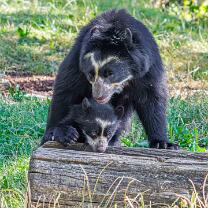 Auki mit Mama Rica-J26.7-ZZ-6312