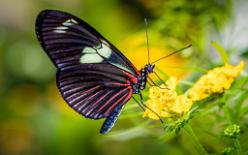 Dorisfalter-Heliconius Doris-J24-5066