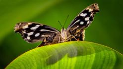 Schmetterling auf Blatt-J24-4842