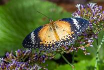 Bortenfalter-Cethosia biblis-J25-6935