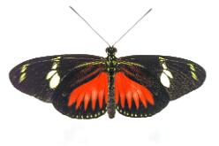 Dorisfalter-Heliconius doris-J25-015
