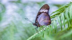 Eierfliege-Hypolimnas anthedon-J25-HG-5213