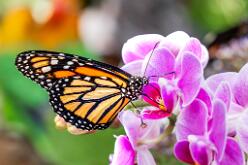 Monarch-J25-7009