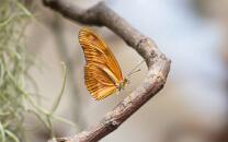 Julia-Falter-J26.8-GCM-4907