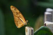 Juliafalter-J26.8-V2-GCM-4967