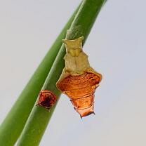 Pupe eines Schmetterlings-J26.8-GCM-4775
