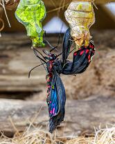Schmetterling-Metamorphose-J26.6-GCM-5246