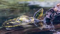 Annam-Bachschildkröte-J26-1229
