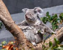 Koala Téa mit Joey-0855