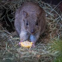 Bürstenschwanz-Rattenkänguru-J26-IG-2871