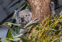 Koala Joey-J26-2798