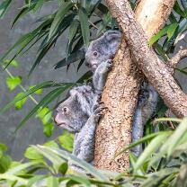 Koala Téa mit Joey-J26-3427