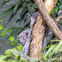 Koala Téa mit Joey-J26-3430