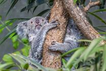 Koala Téa mit Joey-J26-3431