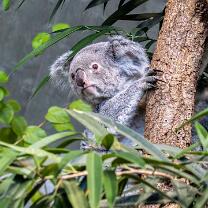 Koala Téa mit Joey-J26-3444