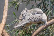 Koala Téa-Joey mit Sprung-J26-2750