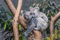 Koala Téa-Joey mit Sprung-J26-2757