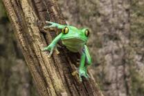 Orangeaugen-Laubfrosch-J26.4-3181