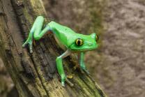 Orangeaugen-Laubfrosch-J26.4-3186