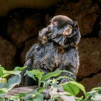 Springtamarin mit Baby-J26.4-3248