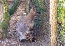 Wallaby mit Baby-J26-ZZ-3127