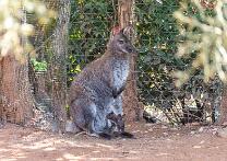 Wallaby mit Baby-J26-ZZ-3137