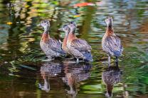 Witwenpfeifgänse-Jungvögel-J26-1745