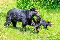 Brillenbärchen  Mama mit Babies-J26.6-ZZ-2499