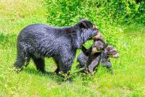 Brillenbärchen Mama mit Babies-J26.6-ZZ-2490
