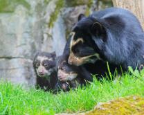 Brillenbären-Rica mit Babies-J26.5-ZZ-1696