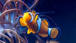 Anemonenfisch-Nemo-J24-3428