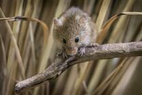 Eutasische Zwergmaus-J26-1185