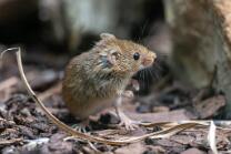 Eutasische Zwergmaus-J26-1189