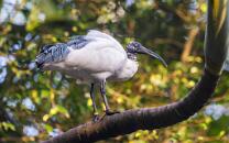 Hellaugenibis-J26-0568