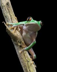 Orangeaugen-Laubfrosch-J25-2611