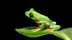 Orangeaugen-Laubfrosch-J25-2638