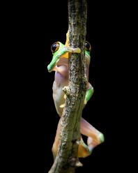 Orangeaugen-Laubfrosch-J25-2694