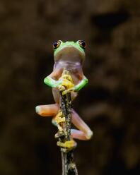 Orangeaugen-Laubfrosch-J25-2710