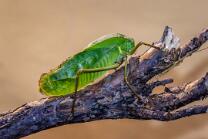 Riesenblattschrecke-J26-1019