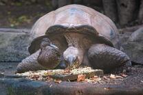 Riesenschildkröte + Madagaskarente-J26-0592