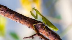 Riesenschildmantis-Gottesanbeterin-J25-3663