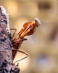 Riesenschildmantis-Gottesanbeterin-J25-9625