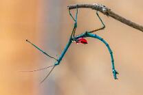 Türkis-Riesenstabschrecke-J26-0541