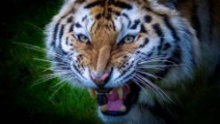Tigerin Zeya-J25-HP-7227