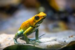 Zweifarbiger-Pfeilgiftfrosch-J25-3873