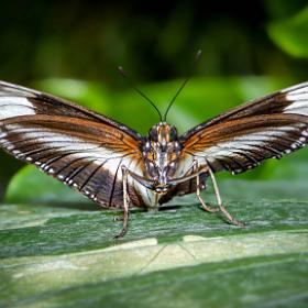 SCHMETTERLING