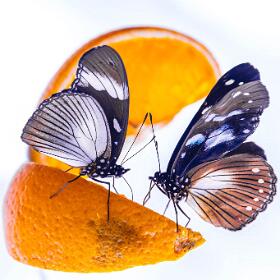 SCHMETTERLINGE 2025