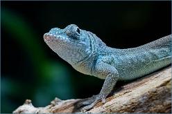 Graham-Anolis-ds-1363