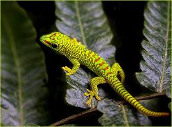 Madagaskar Taggecko Baby-0471