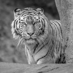 Tiger Elena-sw-J18-1465